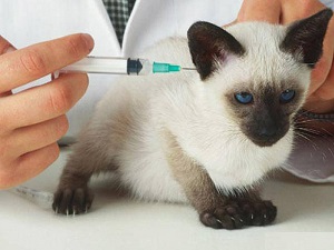Вакцинация домашних животных: Выбери удобный формат