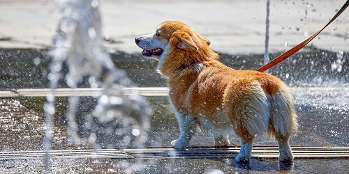 Столичные ветеринары подготовили рекомендации по уходу за животными в жару