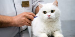 Специалисты ветеринарной клиники проведут вакцинацию домашних животных от бешенства