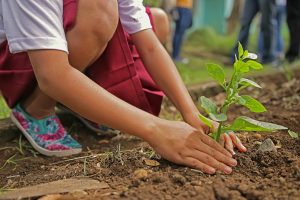 Экологическая инициатива: свыше 8 000 мест подготовили для проведения акции «Наше дерево»