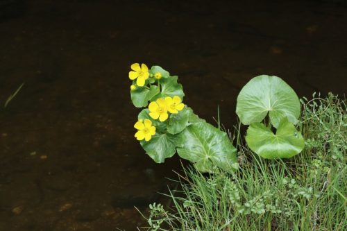 Рассказ о цветущих на территории «Ясенок» растениях подготовили сотрудники учреждения