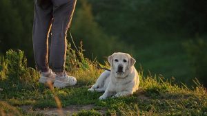 Ученики из Вороновского смогут узнать о роли собак в жизни человека