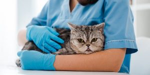 Бесплатную вакцинацию домашних животных организуют в Вороновском