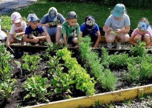 Урожай собрали воспитанники образовательной площадки «Василек»