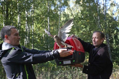 Птиц в естественную среду обитания выпустят в Вороновском