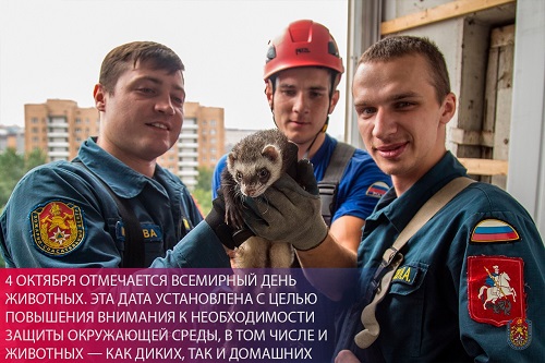 <strong>Московские спасатели 550 раз выезжали для оказания помощи животным и птицам</strong>