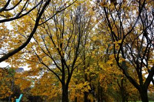 Осеннюю обрезку деревьев проведут в Москве до наступления холодов