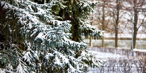 До 5 мороза ожидается в столичном регионе 16 января