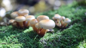 Три вида грибов можно собрать в столичном регионе