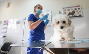 В Вороново пройдёт вакцинация домашних животных от бешенства